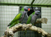 Darbiyn parrot Glasgow
