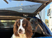 Cocker spaniel stud dog available.