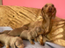 Pedigree miniature dachshund puppies