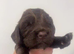 Cocker spaniel puppies