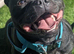 Kc blue Staffordshire bull terrier puppies
