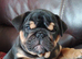 KC registered bulldogs.READY NOW
