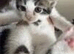 7 week old kitten male