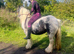 Splash the Chunky cob ridden