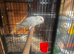 Stunning albino quaker