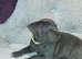 Furbabyz