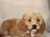 American Cockapoo puppies