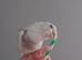 Hand reared silly tame DNA sexed baby cockatiels