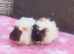 2 beautiful sows