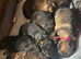KC QUALITY GERMAN SHEPHERD PUPPIES