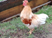 6.5month old cockerel
