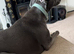 Blue whippet for sale