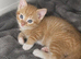 Main coon cross