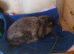 Mini lop baby rabbits