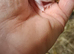 Curly mice