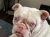 3gear old frenchie bulldog female