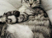 Female cats