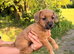 Jackapoo’s for sale