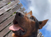 Chinese red dog for sale
