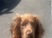 2 beautiful cocker spaniel puppies (boys).