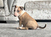 English bull terrier girl