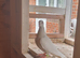 Yellow mueleman racing pigeon for sale