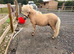 2 year old miniature Shetland