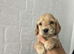 Show cocker spaniel puppies