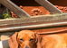 Rehome