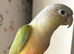 Proven pair conures