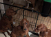 Irish Setter Puppies