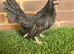 Serama Pullets
