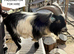 Pedigree Pygmy Goat Billy hire - stud for HIRE in Hampshire *HIRE ONLY*