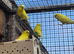 Budgies for sale
