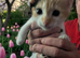 Beautiful Kittens