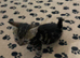 8 week old kittens for sale