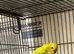 Young Budgies for sale