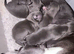 Kc registered blue puppies