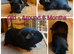 Boars/Sows looking for Pet Homes