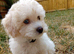ready to leave*Genetically health tested maltipoo Maltipoo
