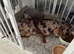 KC REGISTERED FULL PEDIGREE Miniature smooth coat Dachshund Puppies!