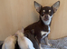 stunning chihuahua puppies READY to leave