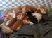 Adorable Beautiful Ginger Kittens Looking for Loving Homes
