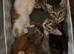 Kittens for sale