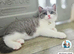 British short hair kittens available