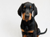 HIGH QUALITY DOBERMAN PUPPIES &ndash; CHAMPION BLOODLINES &ndash; FULLY HEALTH TESTED PARENTS
