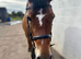Absolutely superb 5yr Connemara mare