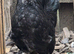 Barbu D'uccle Rooster