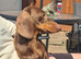 Mjni dachshund female