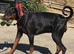 Beautiful Doberman Lady Seeks New Special Human